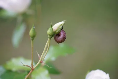 The rosebud in the sun closeup Stock Photos