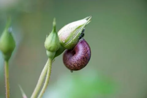 The rosebud in the sun closeup Stock Photos