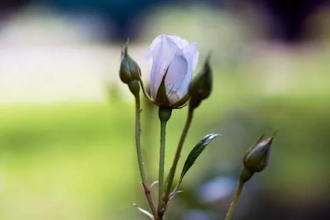 The rosebud in the sun closeup Stock Photos