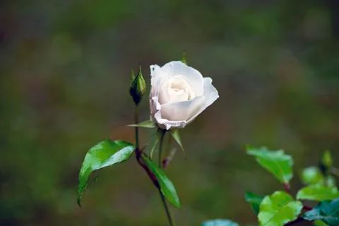 The rosebud in the sun closeup Stock Photos