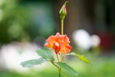 The rosebud in the sun closeup Stock Photos