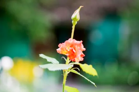 The rosebud in the sun closeup Stock Photos