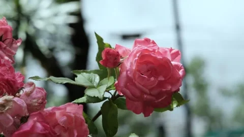A rosebud sways in the wind on the streets of Buenos Aires, Argentina Stock Footage 257854225