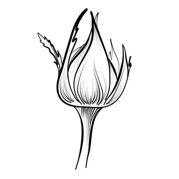 Rosebud vector illustration by hand Stock Illustration