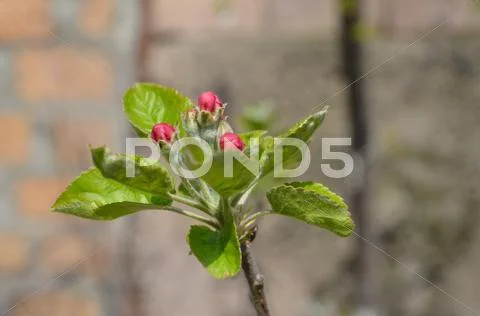 Rosebuds blossoming apple Stock Photos