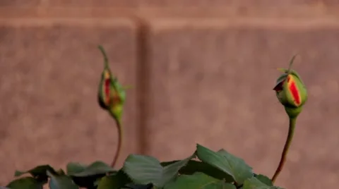 Rosebuds dance in wind in front of stone wall 動画素材 58192935