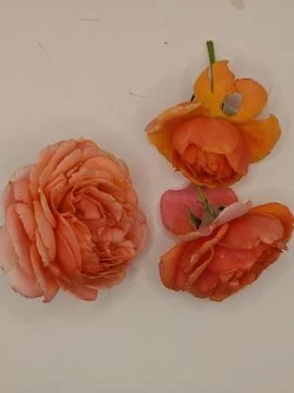 Rosebuds on the table Stock Photos