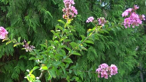 Rosebush Stock Footage 8601330