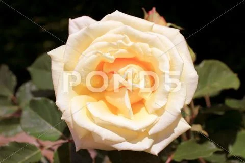 Rosebush Stock Photos