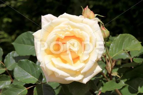 Rosebush Stock Photos