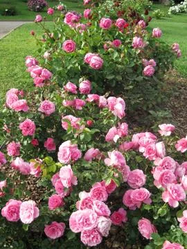 Rosebush 库存照片