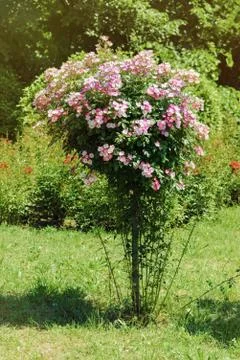 Rosebush Stock Photos