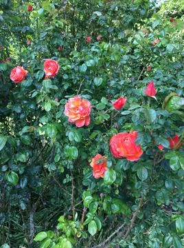 RoseBush Stock Photos