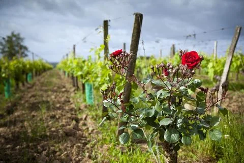 Rosebush Stock Photos