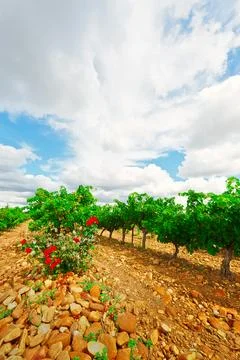 Rosebush Stock Photos
