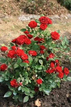 Rosebush1 Stock Photos