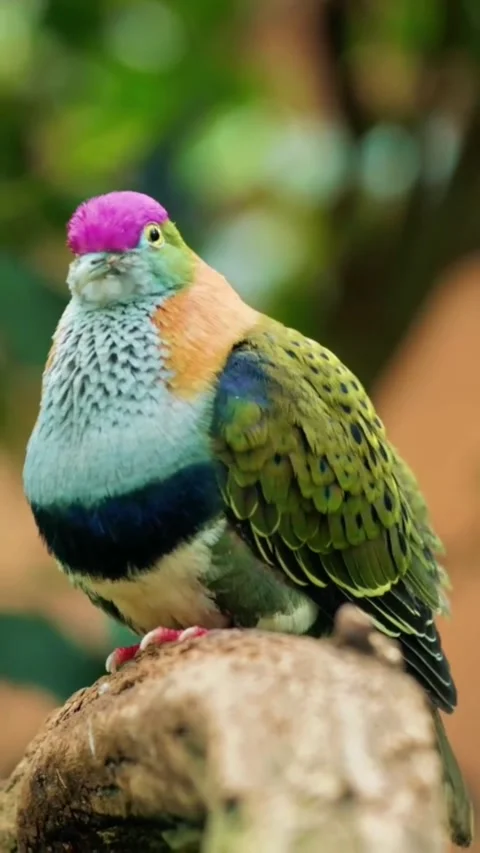 Rosecrowned fruit dove perched on a tree branch Stock Footage 334824588