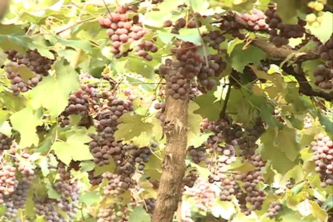 Rosed Grapes at the Vineyard Video stock 37489793