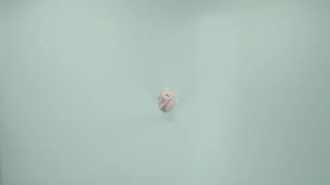 RoseExplosion1 Stock Footage 170762435