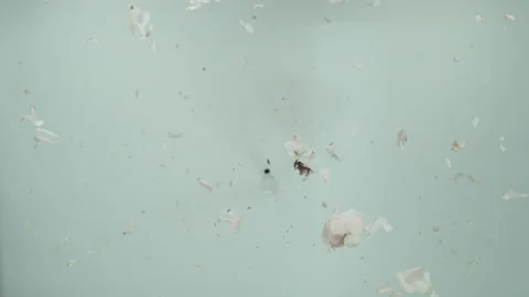 RoseExplosion2 Stock Footage 170762422