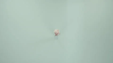 RoseExplosion5 Stock Footage 170762374