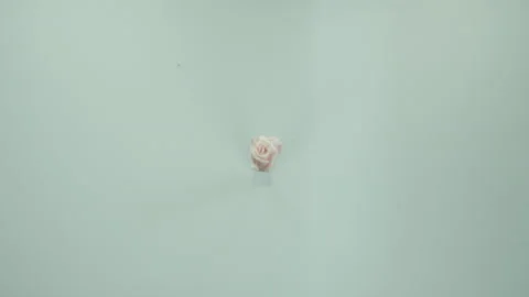 RoseExplosion6 Stock Footage 170762446