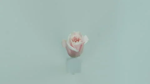 RoseExplosion7 Stock Footage 170762448