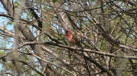 Rosefinch Stock Footage 18189125
