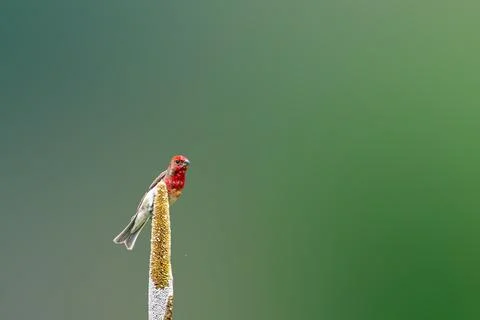 Rosefinch Stock Photos