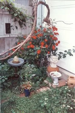 RoseGarden Foto stock