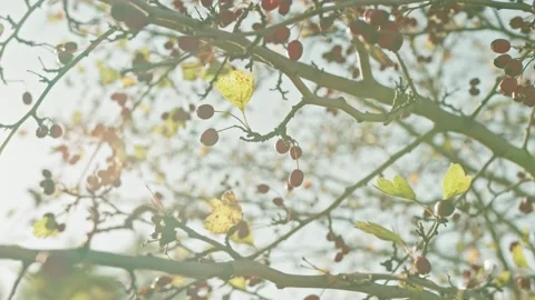 Rosehip berries. Close-up. background is out of focus. Video stock 144821111