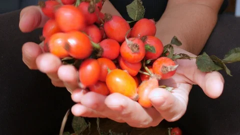 Rosehip berries in hands, showing to camera Stock-Footage 97449205