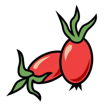 Rosehip berries - immune system activator, natural medicine, source of vitami Stock Illustration