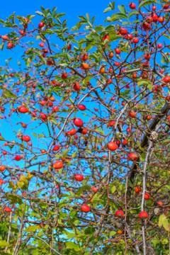 Rosehip berries Stock Photos