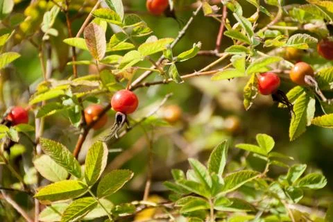 Rosehip berries Stock Photos