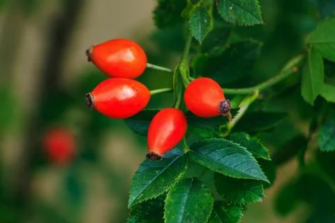 Rosehip berries Stock Photos