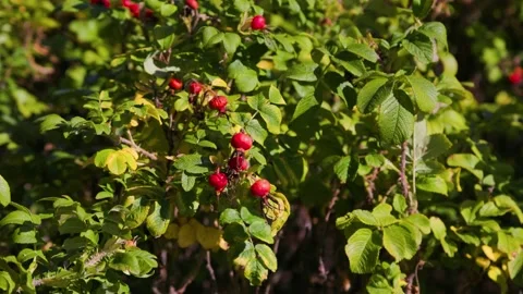 Rosehip berries in the wind Stock-Footage 226250047