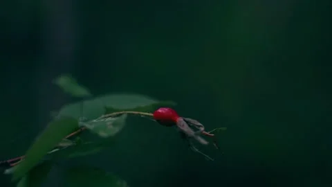 Rosehip berry in the forest close-up. Stock Footage 158056962