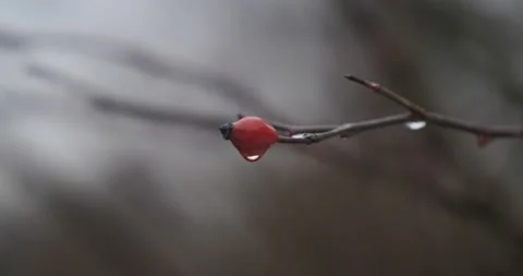 Rosehip branch with a drop of rain. rose hips on a branch. cinema 4k Видео 147747707
