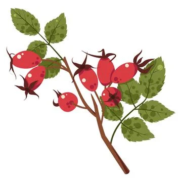 Rosehip Branch Flat Vector Illustration Isolated on White. Wild Berries with Stock Illustration