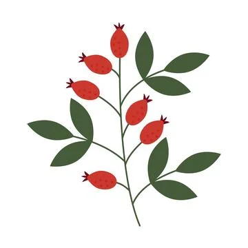Rosehip branch. Flat vector illustration of a rosehip branch Stock Illustration