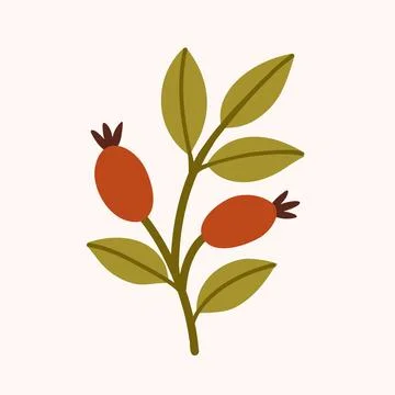 Rosehip Branch Flat Vector Illustration Stock Illustration