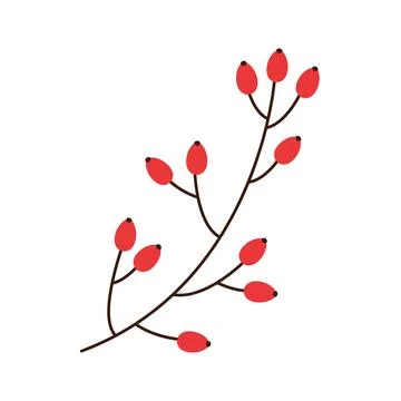Rosehip branch Ilustração Stock