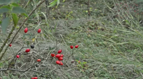 Rosehip Branches Swaying in the Wind Stock Footage 68539387