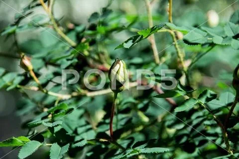 Rosehip buds closed among green leaves close up Stock Photos