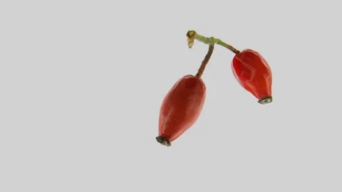 Rosehip buds (Rosa sp.) Video stock 83235332