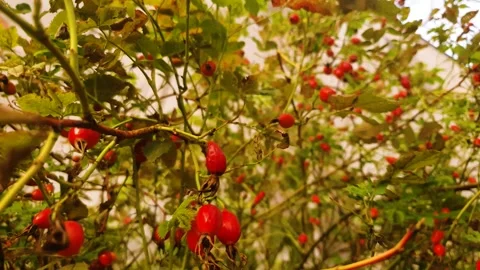 A rosehip bush with fruit. Red rosehips, rosehip tea, the plant, medicinal uses. Stock Footage 344346352