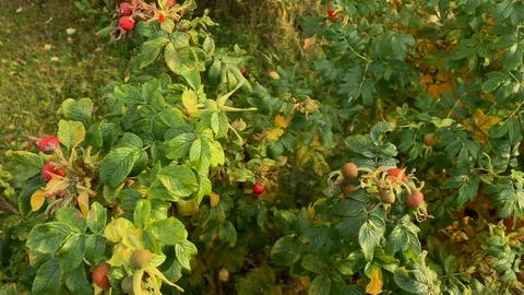 Rosehip bushes Stock Footage 117716106