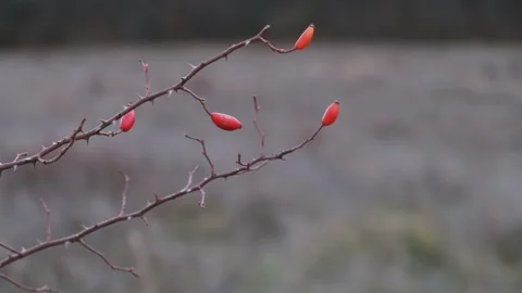 Rosehip close-up blurred background. Video stock 203674185