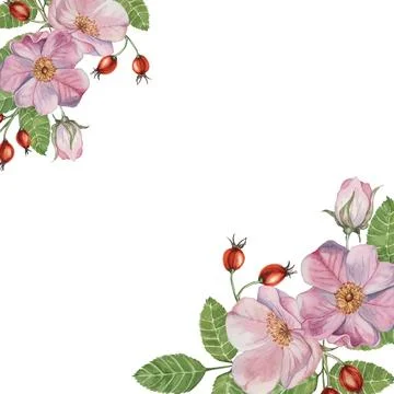 Rosehip corner frame template. Pink wild rose flowers, buds. Watercolor romantic Stock-Illustration